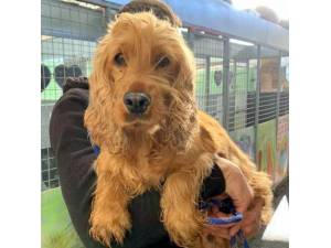 Zest - Female Cocker Spaniel Photo