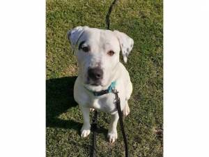 Luna - Female Dogs Photo