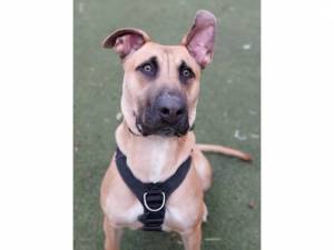 Bruce - Male Dogs Photo