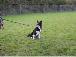 ROSIE - Border Collie Photo