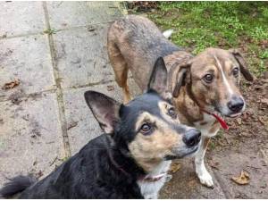 FRED AND LOUIS - German Shepherd Photo