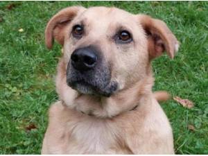 SIRUS - Labrador Retriever
crossbreed Photo