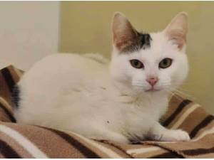 SOFIA - Domestic Shorthair
crossbreed Photo