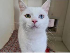FROST - Domestic Shorthair
crossbreed Photo
