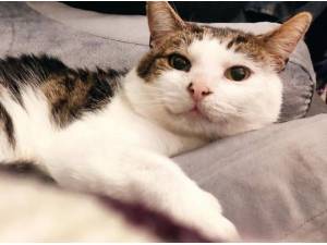 FENNEL - Domestic Shorthair
crossbreed Photo