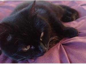 KAT - Domestic Shorthair
crossbreed Photo