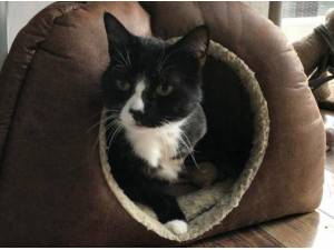 DOUGIE - Domestic Shorthair
crossbreed Photo
