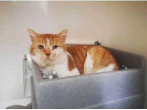 OAKLEY - Domestic Shorthair
crossbreed Photo