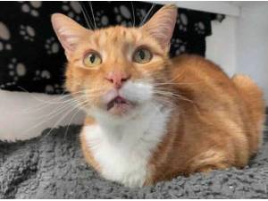 RED - Domestic Shorthair Photo