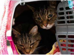 BARBARA AND BERNARD - Domestic Shorthair
crossbreed Photo
