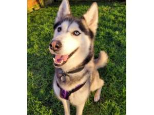 Luna - Female Husky Photo