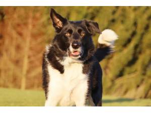 Archie - Male Border Collie Photo