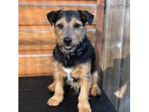 Barney - Male Patterdale Terrier Photo