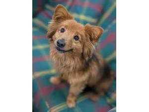 Barney - Male Dachshund: Min Long Hr Photo