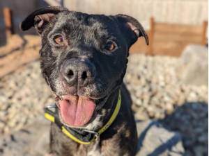 Bruce - Male Staffordshire Cross (SBT) Photo