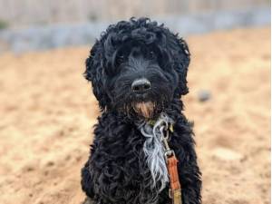 Dylan - Male A Crossbreed Photo