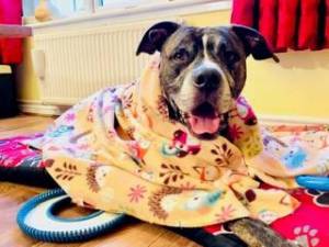 Gus - Male Boxer Photo