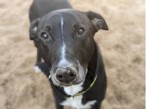 Harvey - Male A Crossbreed Photo