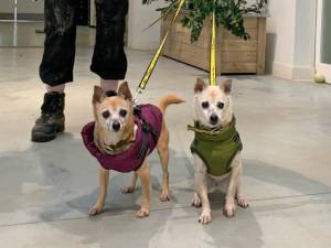 Kim - Female Chihuahua: Short Hr Photo