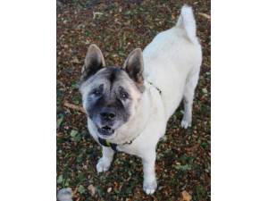 Kita - Female Akita Photo