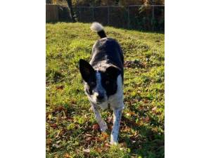 Rosco - Female Border Collie Photo