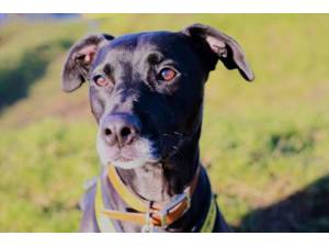 Sabrina - Female Lurcher Photo