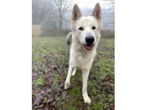 Storm - Male A Crossbreed Photo