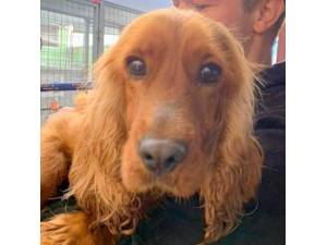 Zara - Female Cocker Spaniel Photo