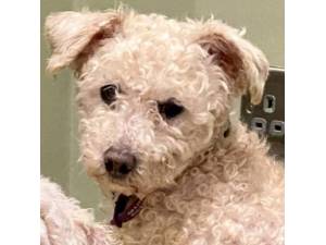 Hilman - Female Bichon Frise Photo