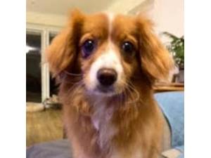 Leah (was Orla) - Female Cavalier King Charles Spaniel Cross Photo