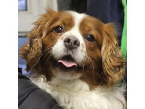 Tom - Male Cavalier King Charles Spaniel Photo