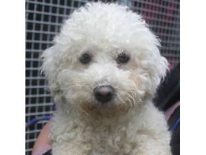 Poppy - Female Bichon Frise Photo