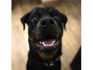 Dixie - Female Rottweiler Photo
