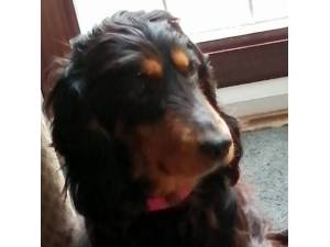 Paulie - Female Cocker Spaniel Photo