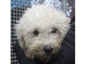 Lilly - Female Bichon Frise Photo