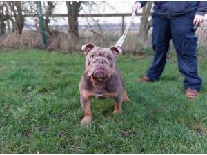 STANLEY - British Bulldog Photo