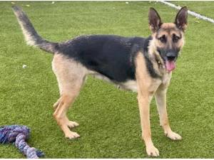 GEMINI - German Shepherd Photo