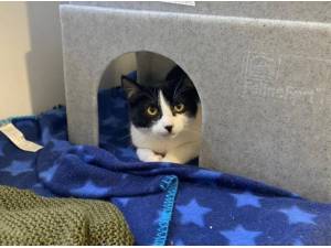 MEATBALL - Domestic Shorthair
crossbreed Photo
