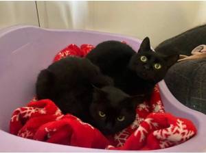 BOOTS AND SASSY - Domestic Shorthair
crossbreed Photo