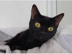 ECLIPSE - Domestic Shorthair
crossbreed Photo
