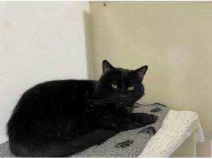 KENNY - Domestic Shorthair
crossbreed Photo