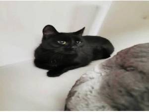 TIBBY - Domestic Shorthair
crossbreed Photo