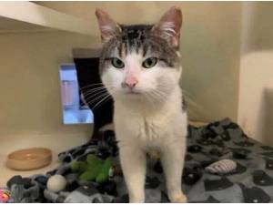 RICHARD - Domestic Shorthair
crossbreed Photo