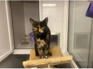 BONNIE - Domestic Shorthair
crossbreed Photo