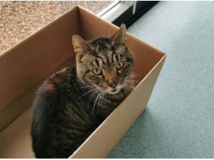MARCUS - Domestic Shorthair
crossbreed Photo