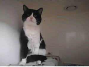 BRUCE - Domestic Shorthair
crossbreed Photo