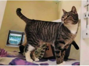 NUTMEG - Domestic Shorthair
crossbreed Photo