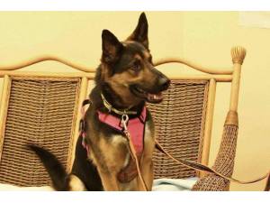 Ash - Male German Shepherd Dog (GSD / Alsatian) Photo