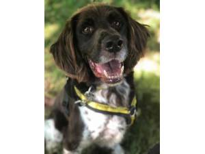 Chester - Male Spaniel: English Springer Photo