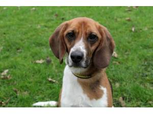 Chewy - Male Beagle Photo
